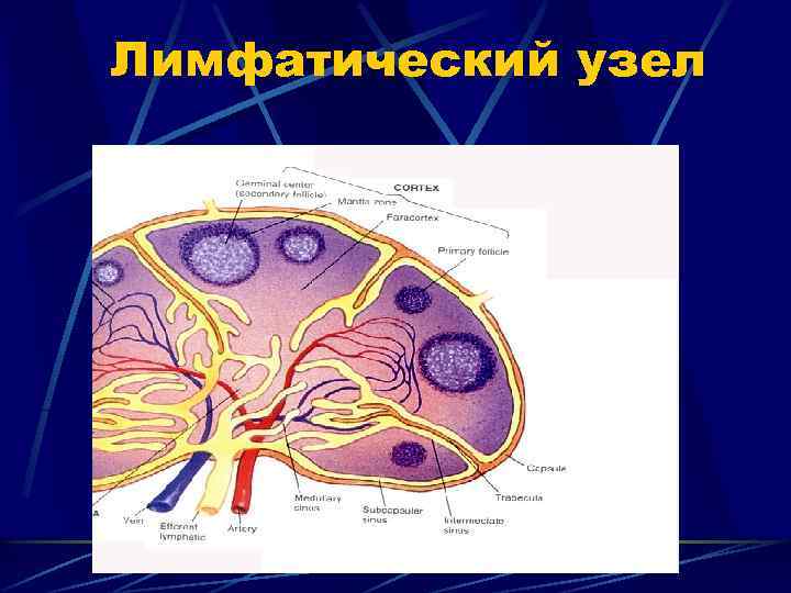 Лимфатический узел 