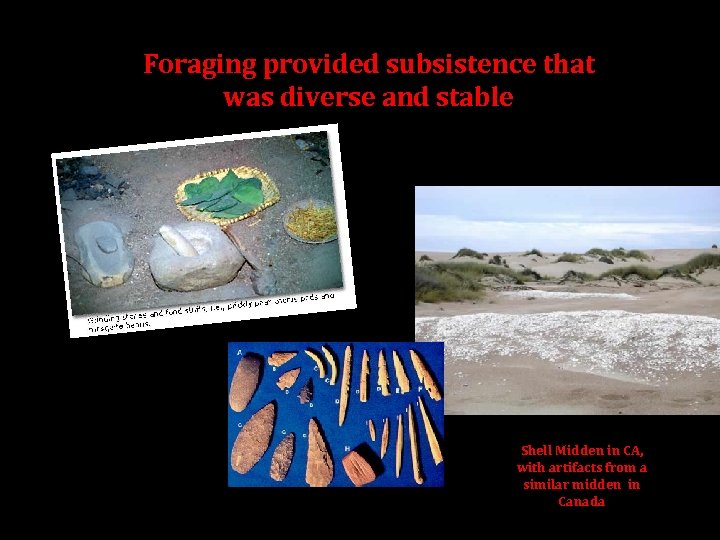 Foraging provided subsistence that was diverse and stable Shell Midden in CA, with artifacts