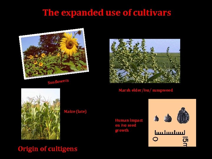 The expanded use of cultivars Sunflowe rs Marsh elder/iva/ sumpweed Maize (late) Human impact