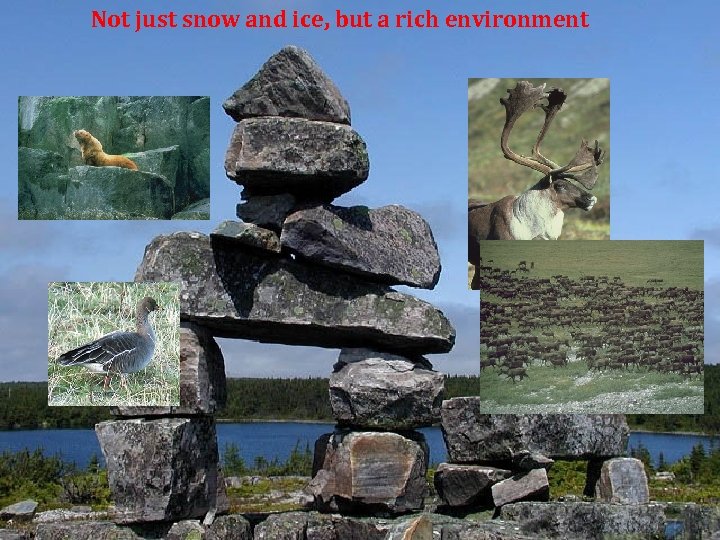 Not just snow and ice, but a rich environment 