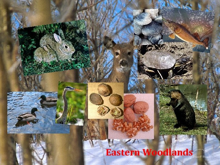 Eastern Woodlands 