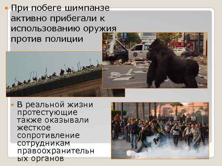  При побеге шимпанзе активно прибегали к использованию оружия против полиции В реальной жизни