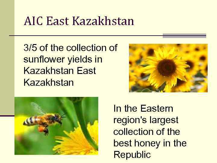 AIC East Kazakhstan 3/5 of the collection of sunflower yields in Kazakhstan East Kazakhstan