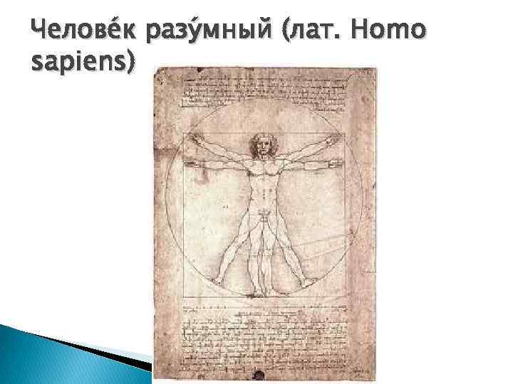 Челове к разу мный (лат. Homo sapiens) 