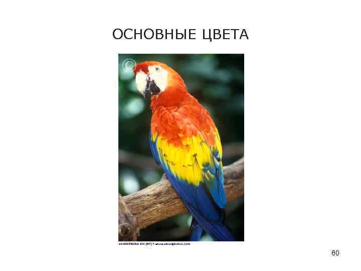 ОСНОВНЫЕ ЦВЕТА 60 