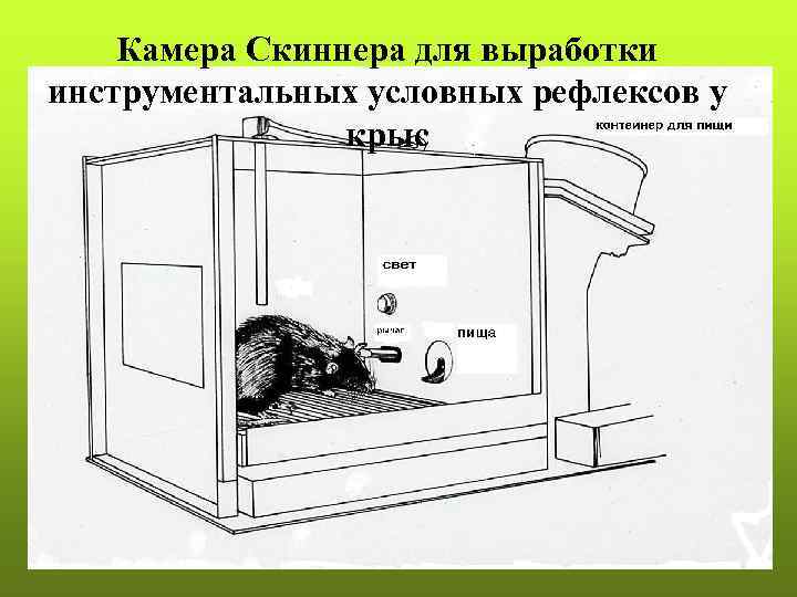 Камера Скиннера для выработки инструментальных условных рефлексов у крыс 