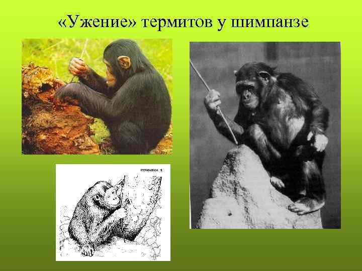  «Ужение» термитов у шимпанзе 