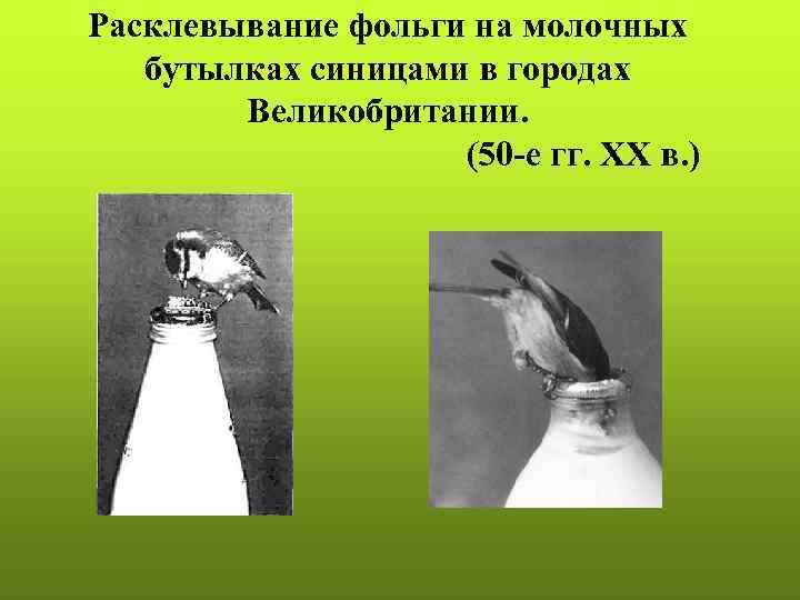 Расклевывание фольги на молочных бутылках синицами в городах Великобритании. (50 -е гг. ХХ в.