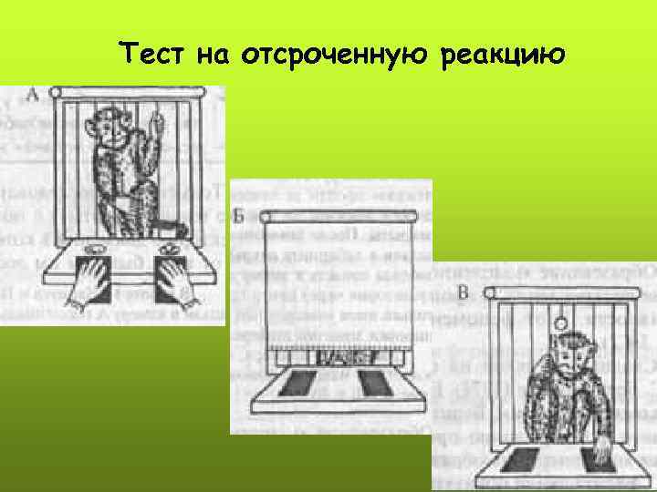 Тест на отсроченную реакцию 