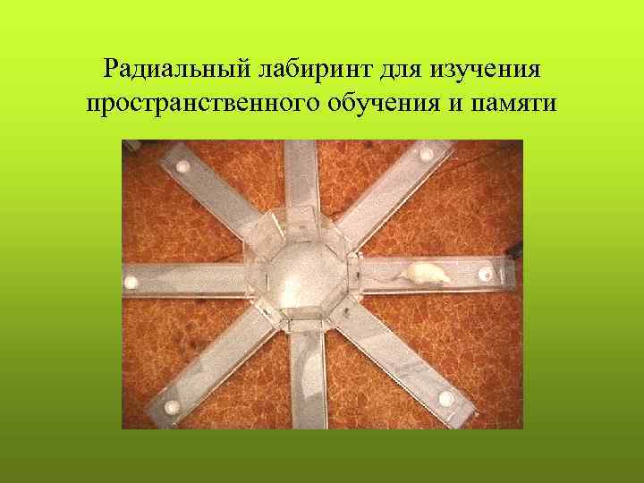 Радиальный лабиринт для изучения пространственного обучения и памяти 
