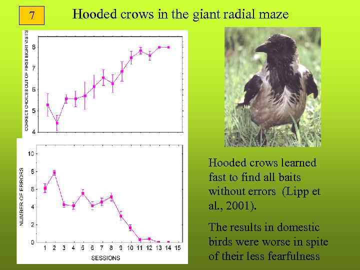 7 Hooded crows in the giant radial maze Hooded crows learned fast to find