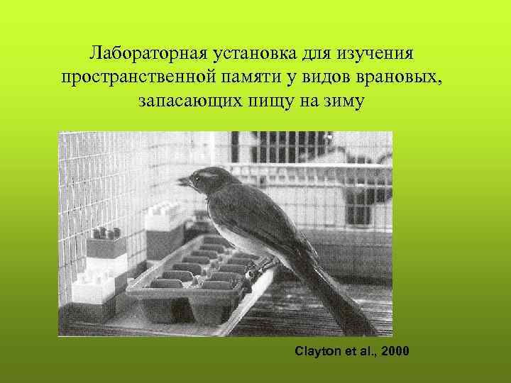 Лабораторная установка для изучения пространственной памяти у видов врановых, запасающих пищу на зиму Clayton
