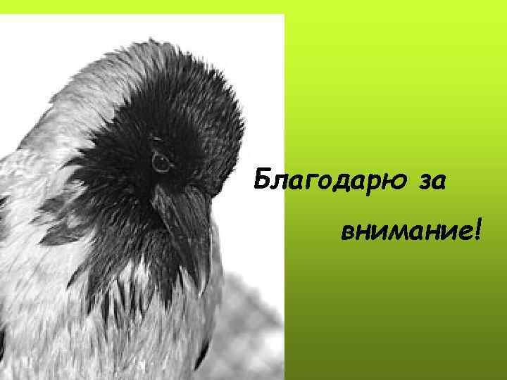 Благодарю за внимание! 