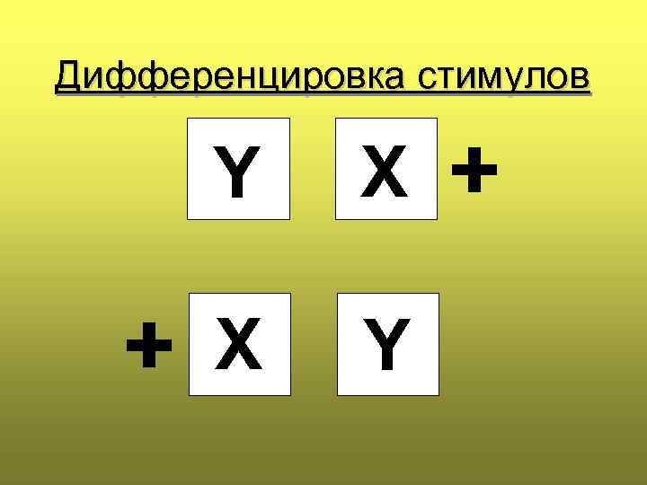 Дифференцировка стимулов Y X X Y 