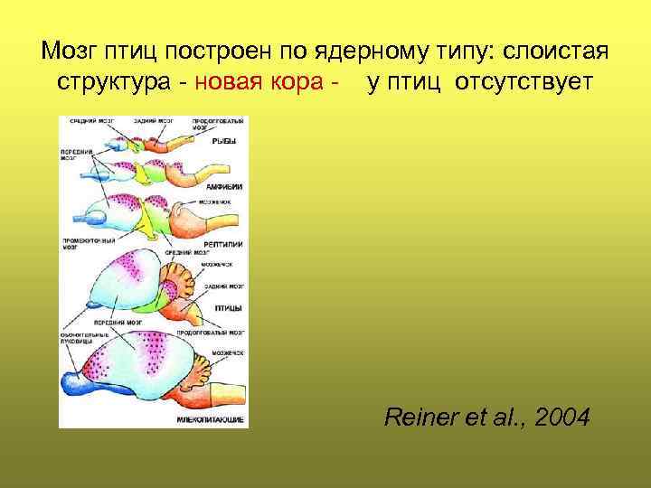 Мозг птиц построен по ядерному типу: слоистая структура - новая кора - у птиц