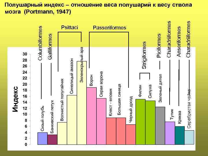 Cеребристая чайка Passeriformes Charadriiformes Anseriformes Charadriiformes Piciformes Psittaci Strigiformes Galliformes Columbiformes Полушарный индекс –