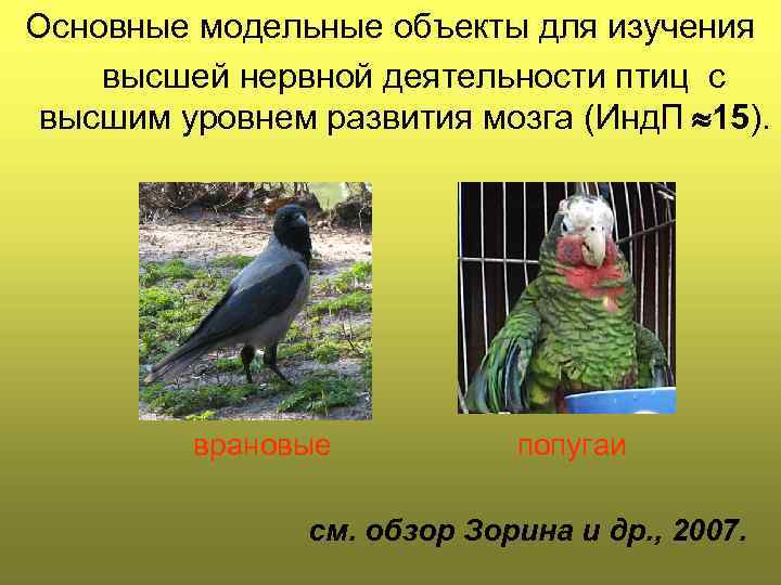 Основные модельные объекты для изучения высшей нервной деятельности птиц с высшим уровнем развития мозга