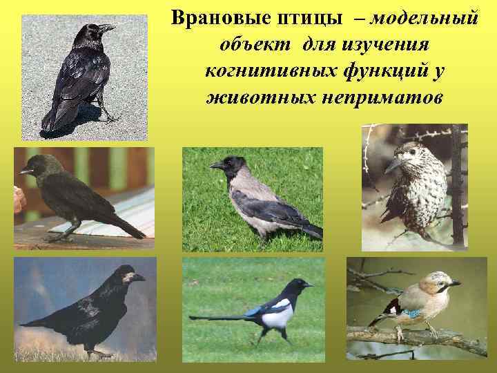 Врановые птицы – модельный объект для изучения когнитивных функций у животных неприматов 