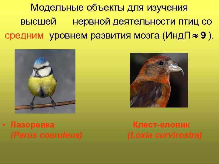 Модельные объекты для изучения высшей нервной деятельности птиц со средним уровнем развития мозга (Инд.