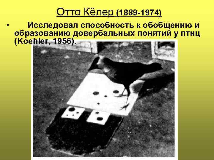 Отто Кёлер (1889 -1974) • Исследовал способность к обобщению и образованию довербальных понятий у
