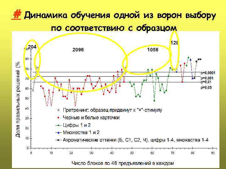 # Динамика обучения одной из ворон выбору по соответствию с образцом 204 128 2096