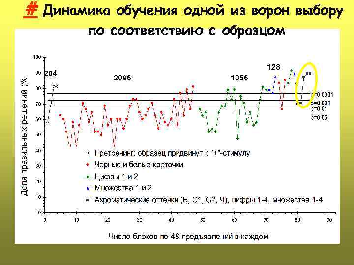 # Динамика обучения одной из ворон выбору по соответствию с образцом 204 128 2096
