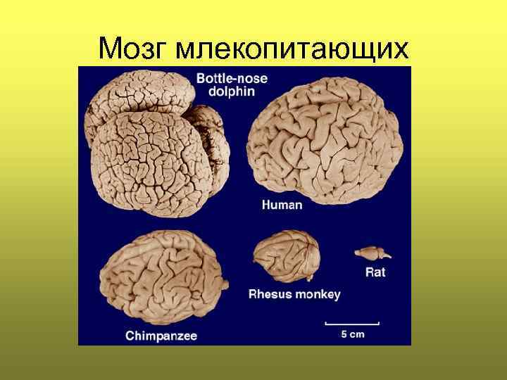 Мозг млекопитающих 