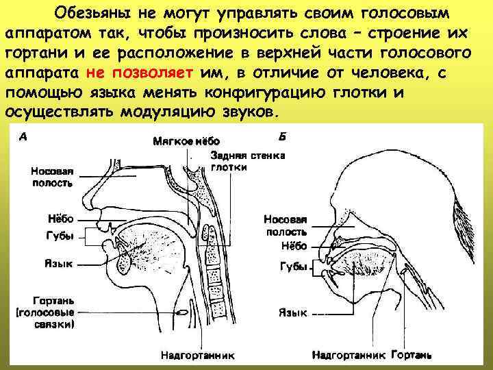 Обезьяны не могут управлять своим голосовым аппаратом так, чтобы произносить слова – строение их