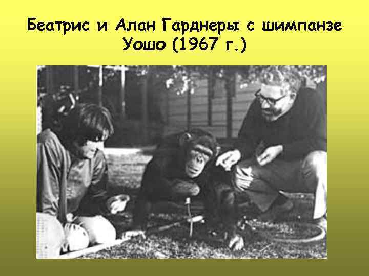 Беатрис и Алан Гарднеры с шимпанзе Уошо (1967 г. ) 