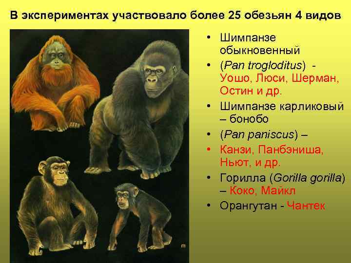 В экспериментах участвовало более 25 обезьян 4 видов • Шимпанзе обыкновенный • (Pan trogloditus)