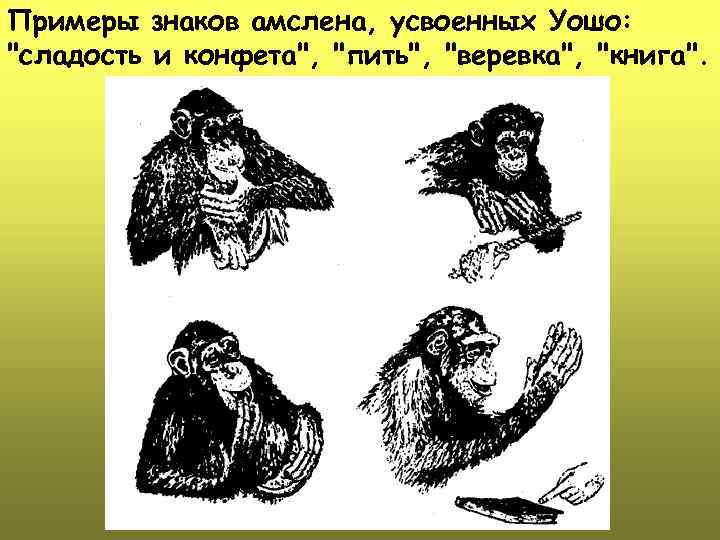 Примеры знаков амслена, усвоенных Уошо: "сладость и конфета", "пить", "веревка", "книга". 