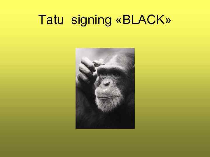 Tatu signing «BLACK» 