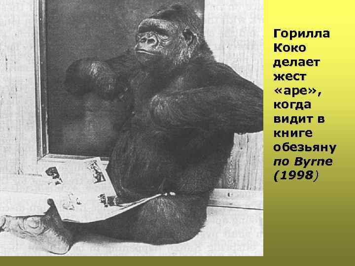 Горилла Коко делает жест «ape» , когда видит в книге обезьяну по Byrne (1998)