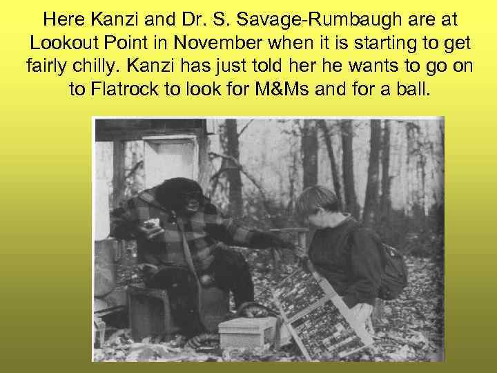 Here Kanzi and Dr. S. Savage-Rumbaugh are at Lookout Point in November when it