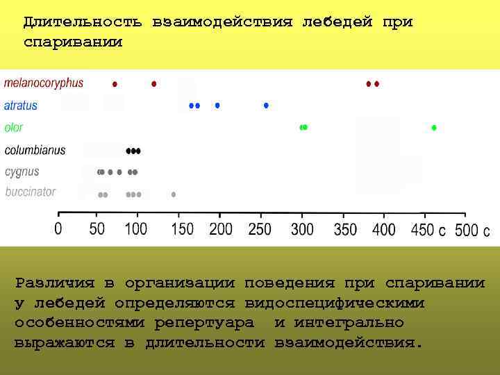 Длительность взаимодействия лебедей при спаривании Различия в организации поведения при спаривании у лебедей определяются