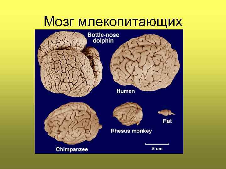 Головной мозг млекопитающих характеризуется. Функции отделов головного мозга млекопитающих. Строение мозга млекопитающих. Сторение могза млекопитающих. Большие полушария переднего мозга у млекопитающих.