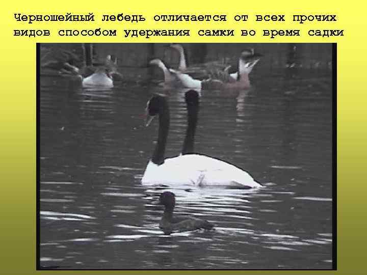 Черношейный лебедь отличается от всех прочих видов способом удержания самки во время садки 