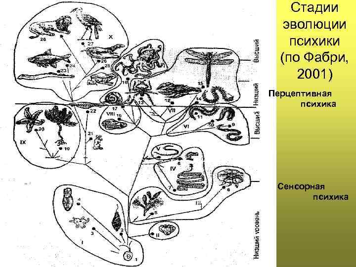 Развития 11. Схема перцептивной психики. Перцептивная психика картинки. Какие животные не относятся к стадии перцептивной психики. Этапы эволюции норки.