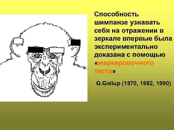 Способность шимпанзе узнавать себя на отражении в зеркале впервые была экспериментально доказана с помощью