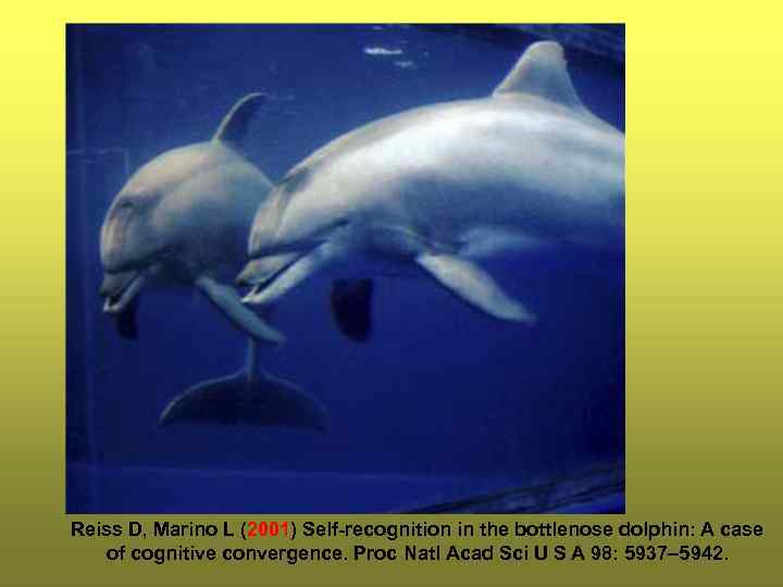 Reiss D, Marino L (2001) Self-recognition in the bottlenose dolphin: A case of cognitive