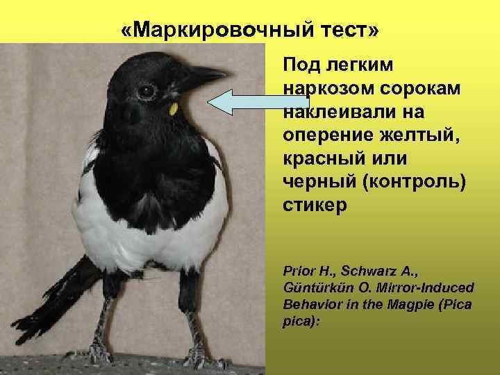  «Маркировочный тест» Под легким наркозом сорокам наклеивали на оперение желтый, красный или черный