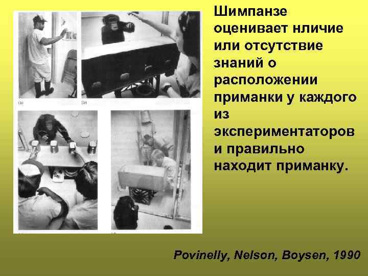 Шимпанзе оценивает нличие или отсутствие знаний о расположении приманки у каждого из экспериментаторов и