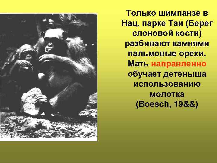 Только шимпанзе в Нац. парке Таи (Берег слоновой кости) разбивают камнями пальмовые орехи. Мать