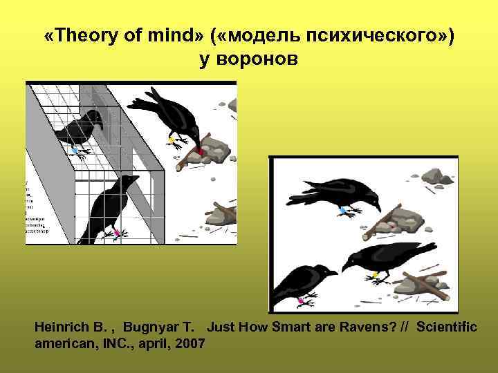  «Theory of mind» ( «модель психического» ) у воронов Heinrich B. , Bugnyar