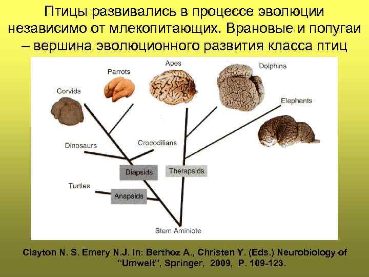 Птицы развивались в процессе эволюции независимо от млекопитающих. Врановые и попугаи – вершина эволюционного