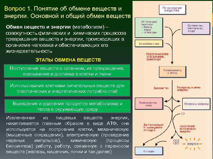 Вопрос 1. Понятие об обмене веществ и энергии. Основной и общий обмен веществ Обмен