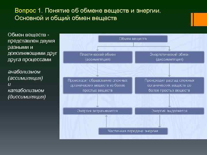 Вопрос 1. Понятие об обмене веществ и энергии. Основной и общий обмен веществ Обмен