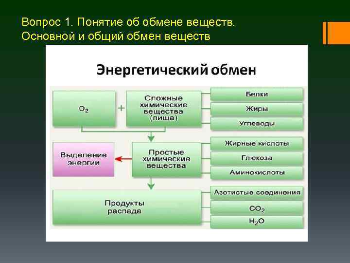 Вопрос 1. Понятие об обмене веществ. Основной и общий обмен веществ 