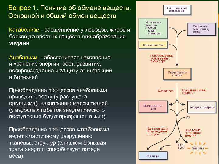 Вопрос 1. Понятие об обмене веществ. Основной и общий обмен веществ Катаболизм - расщепление