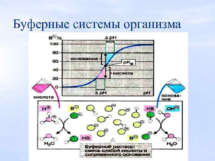 Буферные системы организма 